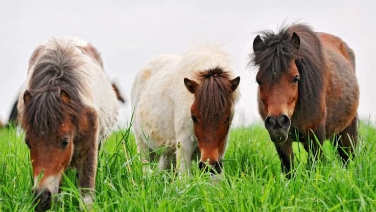 4 Reasons Why Owning a Miniature Horse is Worth It
