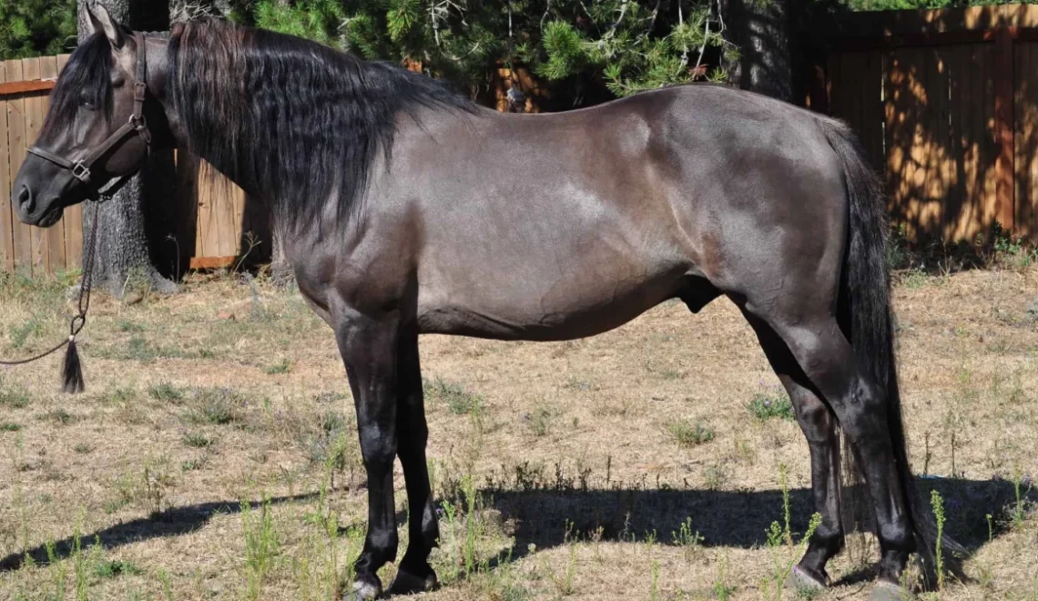 5 Fascinating Facts About the Grulla Horse