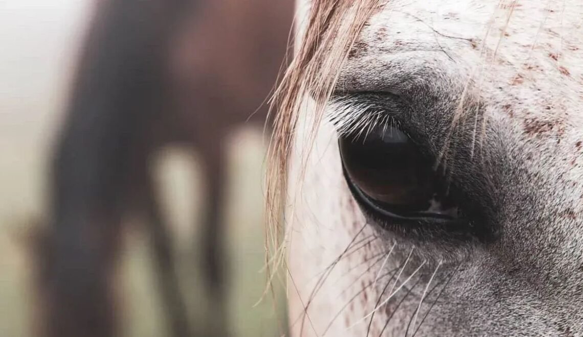 6 Common Eye Issues in Horses-Symptoms and Care