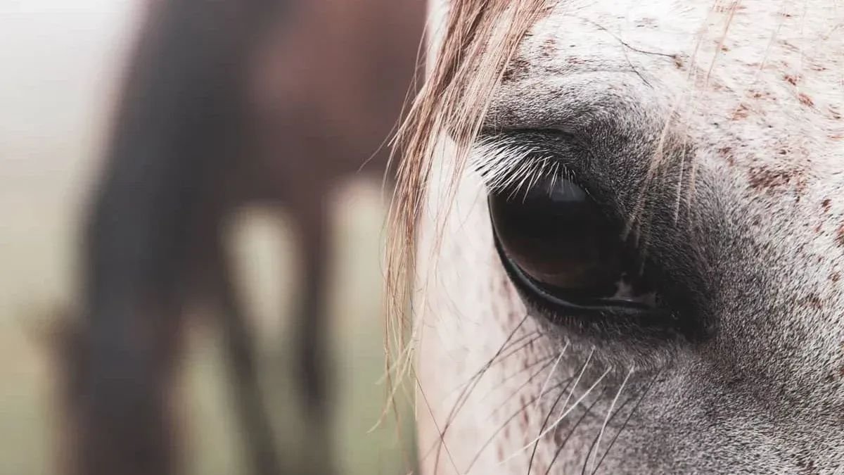 6 Common Eye Issues in Horses: Symptoms and Care
