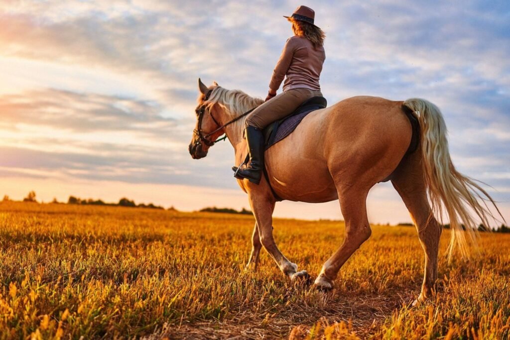 Arabian Horse 0023