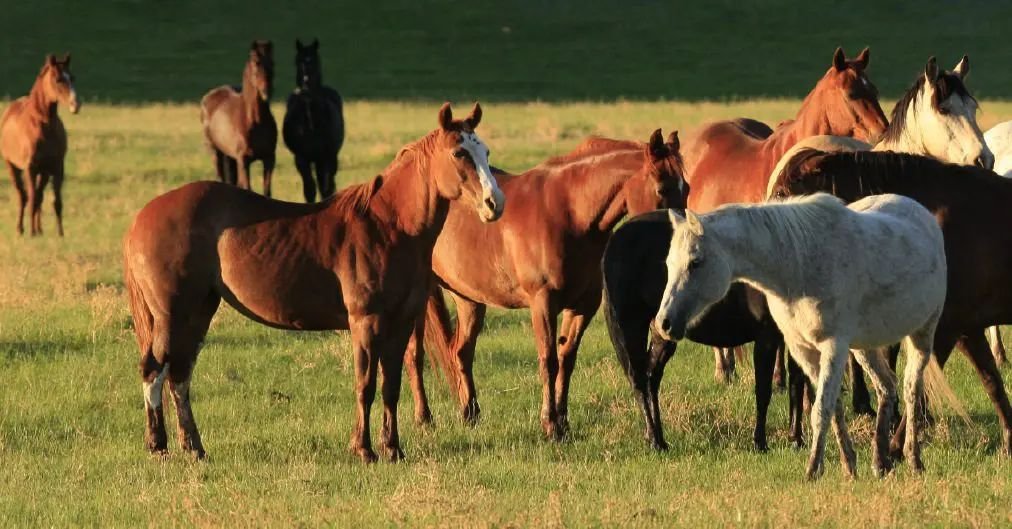 BLM Mustang Adoption 002