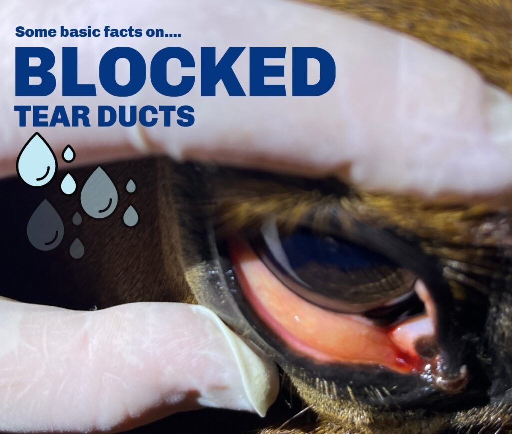 Blocked Tear Ducts