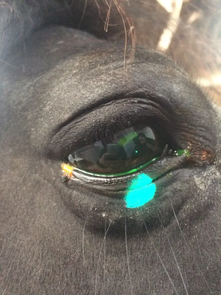 Corneal Ulcers-Painful and Common