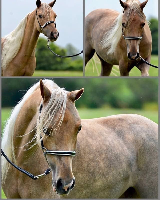 Dappled Horse 0023