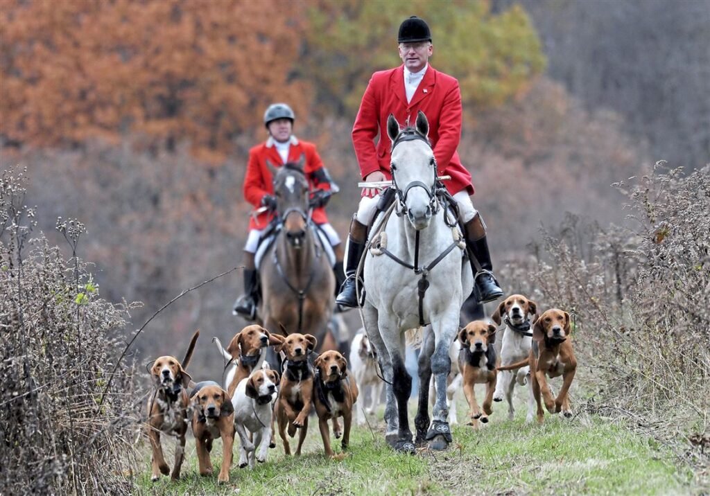 Fox Hunting-Tradition with a Twist of Danger