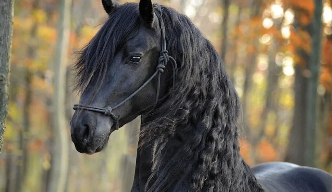 Friesian Horses-The Legacy of Midnight Majesty