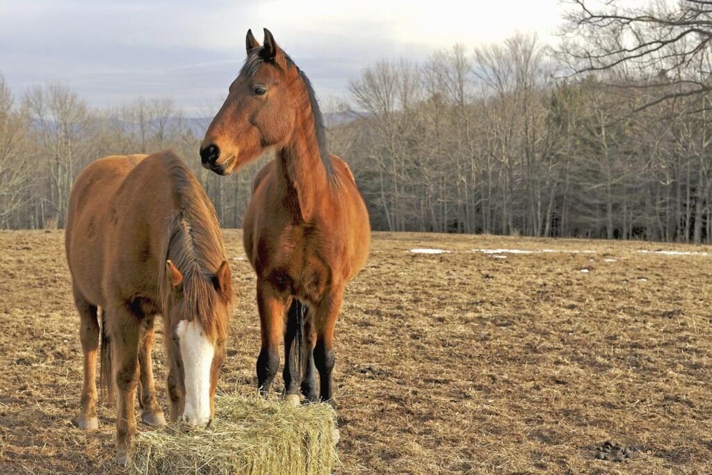 Horse Hay 001