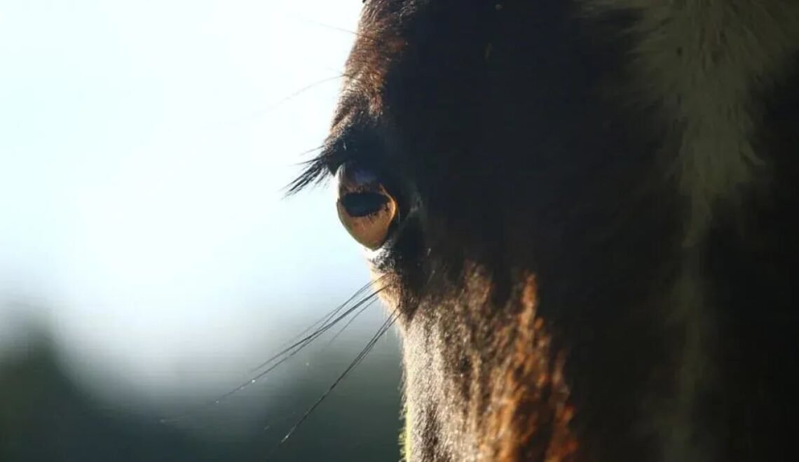 How Does a Horse See the World-Unlocking Equine Vision