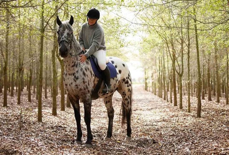 How Much Does It Cost to Own a Horse