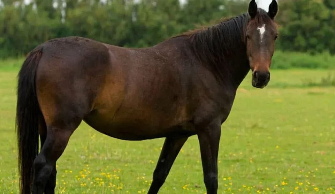 How Tall Horse-Measure Your Horse’s Height Like a Pro