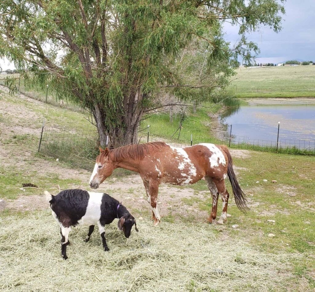 How goats help desensitize horses 001