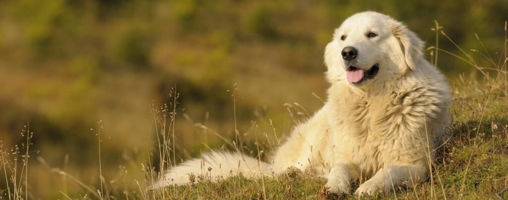 Maremma Sheep Dog