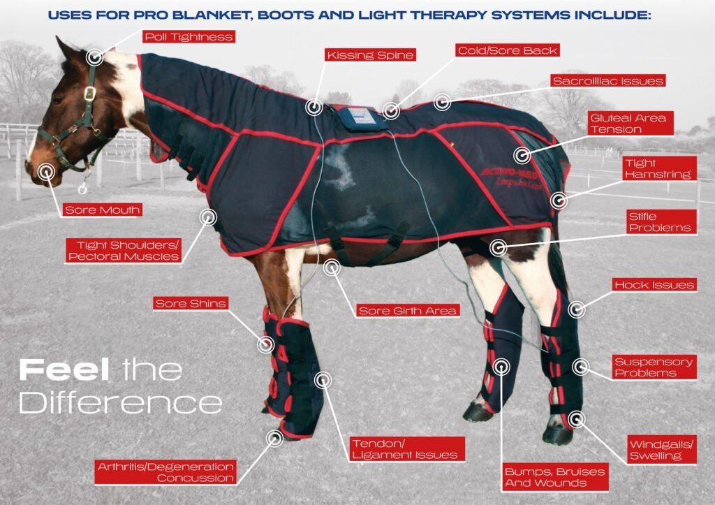 PEMF Therapy for Horses 0181