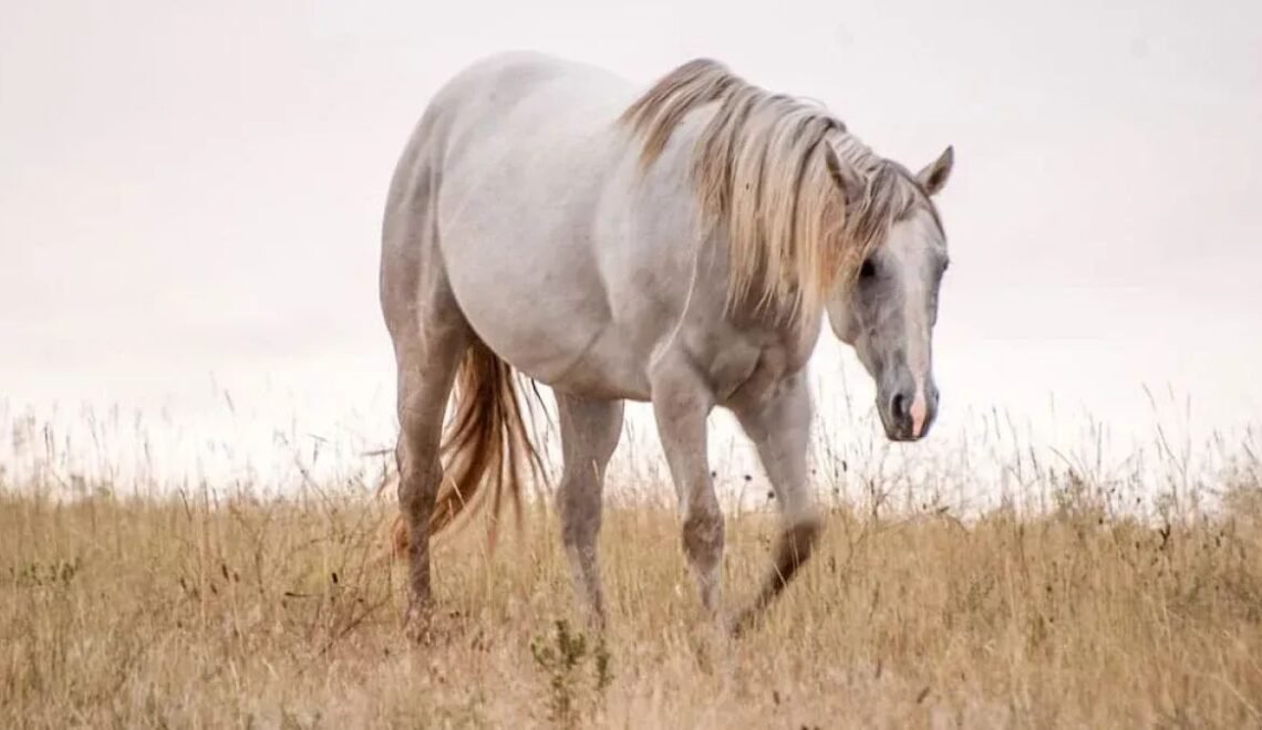 Secrets Behind Horse Lifespan-How Long Do Horses Live