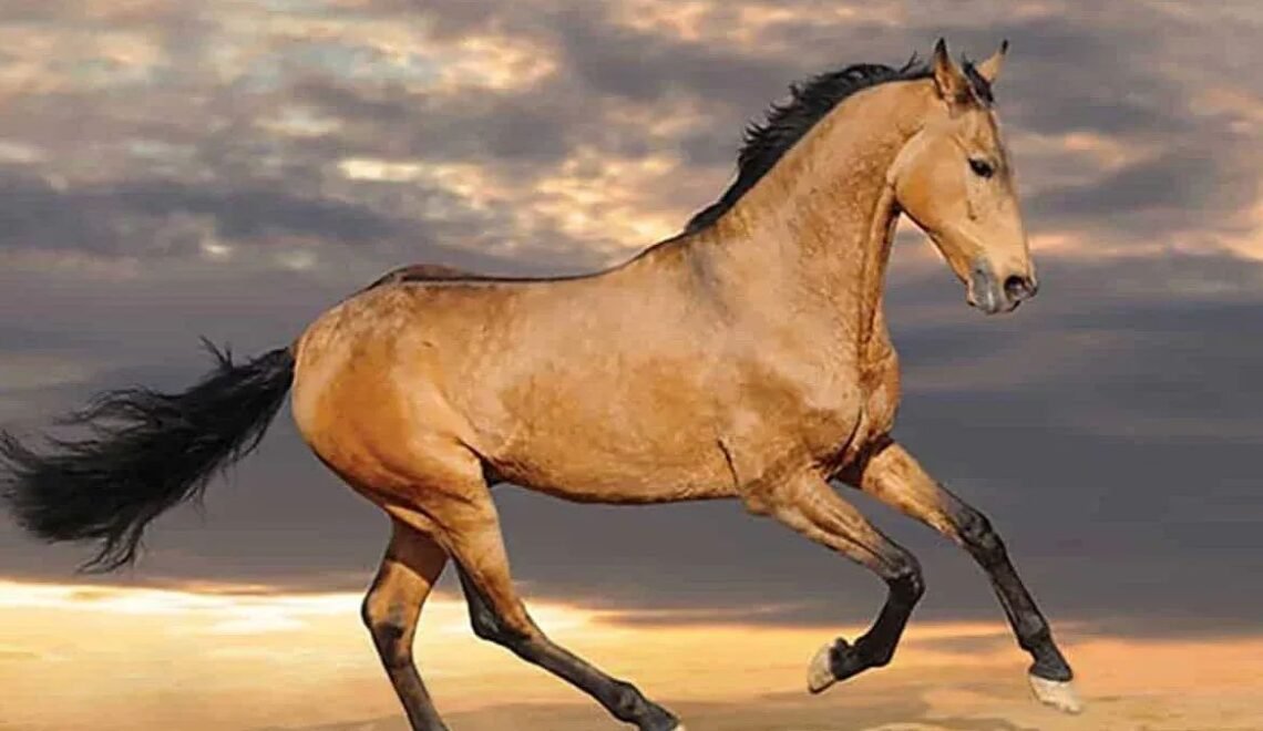 Spanish Barb Horse-Legendary Origins of an Equine Icon