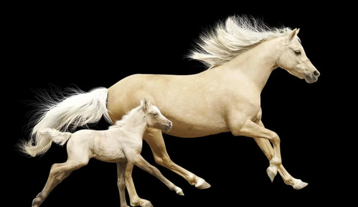 The Shimmering Icons of Palomino Horse Breeds