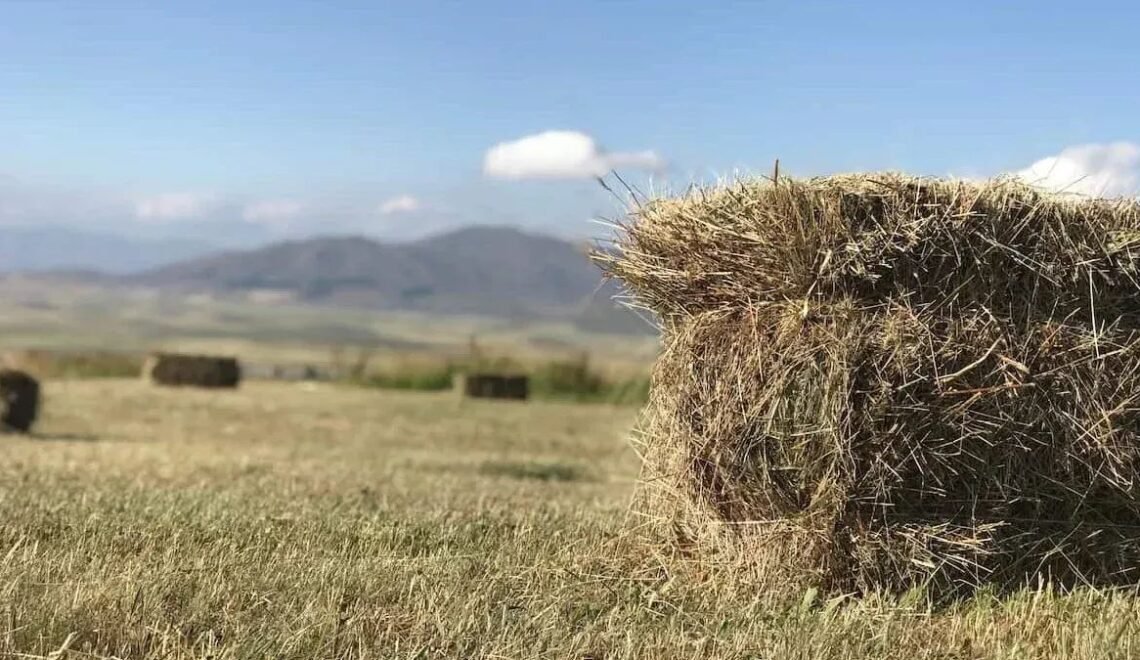 The Ultimate Guide to Horse Hay Prices Across the U.S