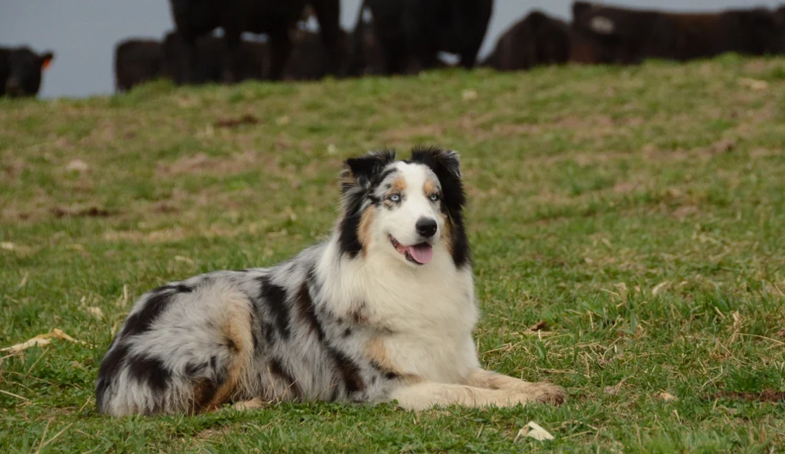 Top Livestock Guardian Dogs for Your Ranch