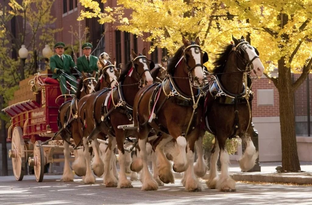 Tour Of The Budweiser Clydesdale Stables 0023