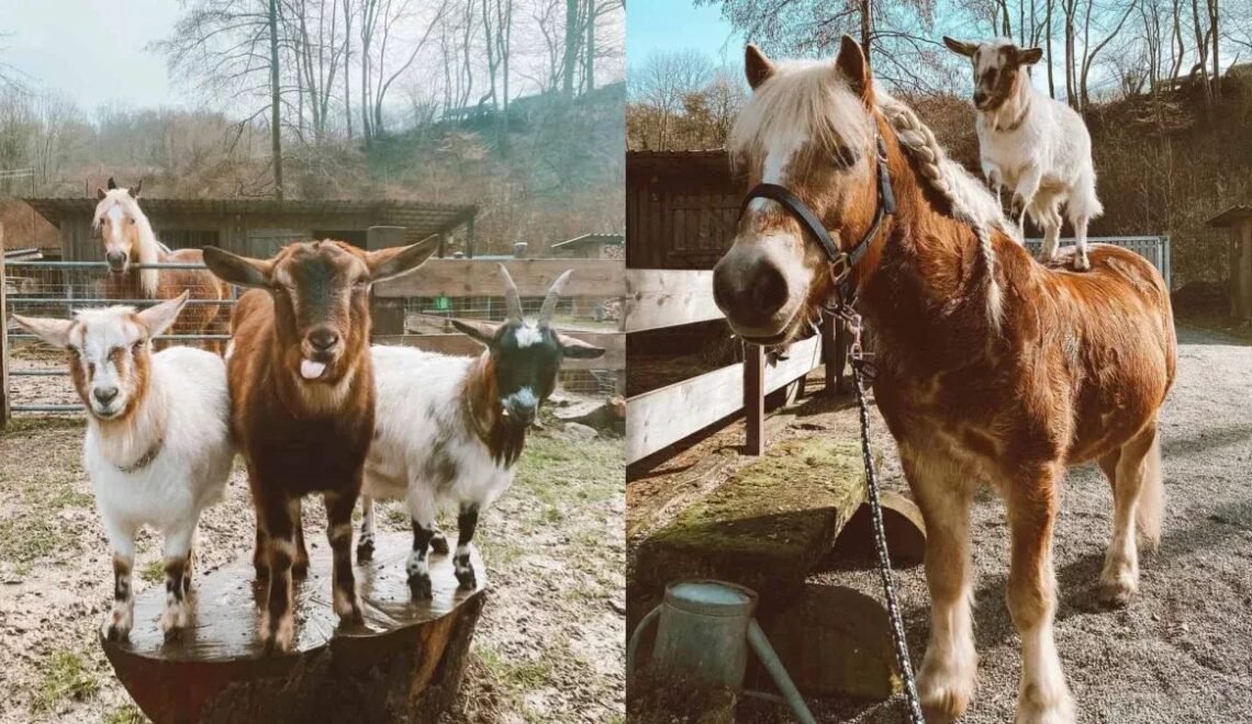 Transform Your Spooky Horse-Desensitizing with Goats