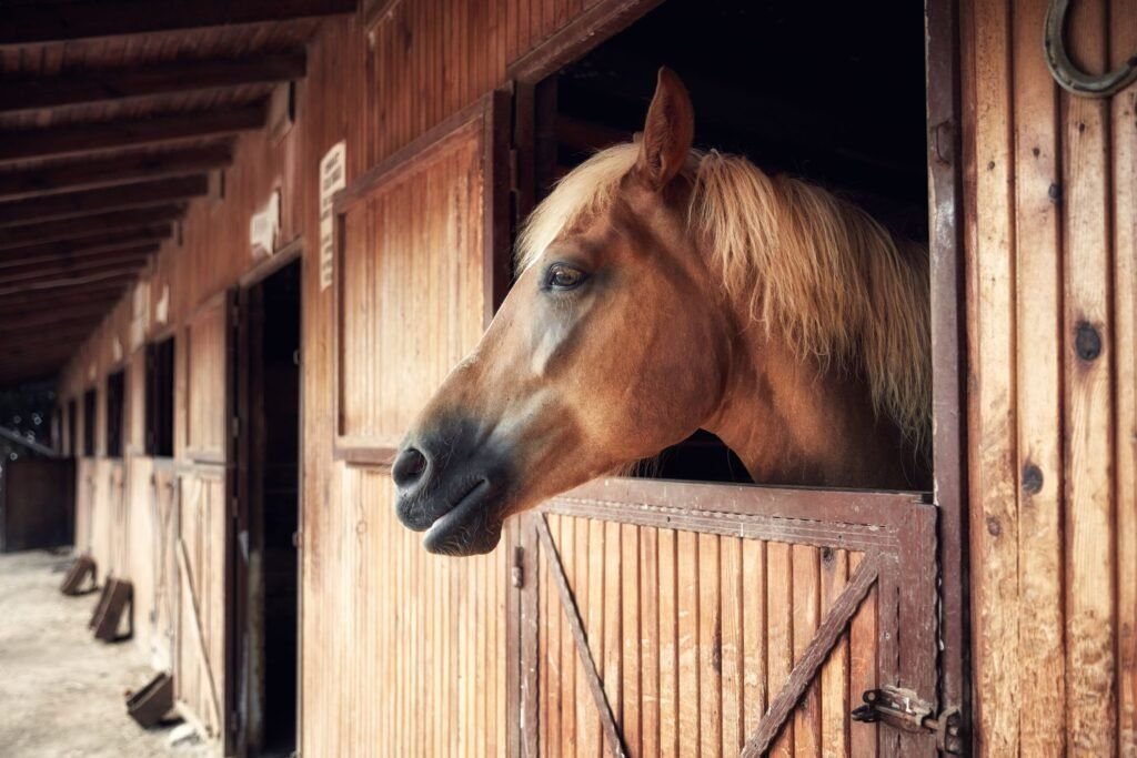 Western Horse Names 0034