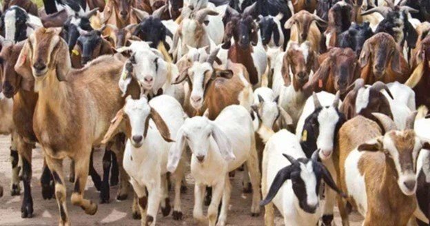13 Reasons Why Your Horse Farm Needs Goat 002
