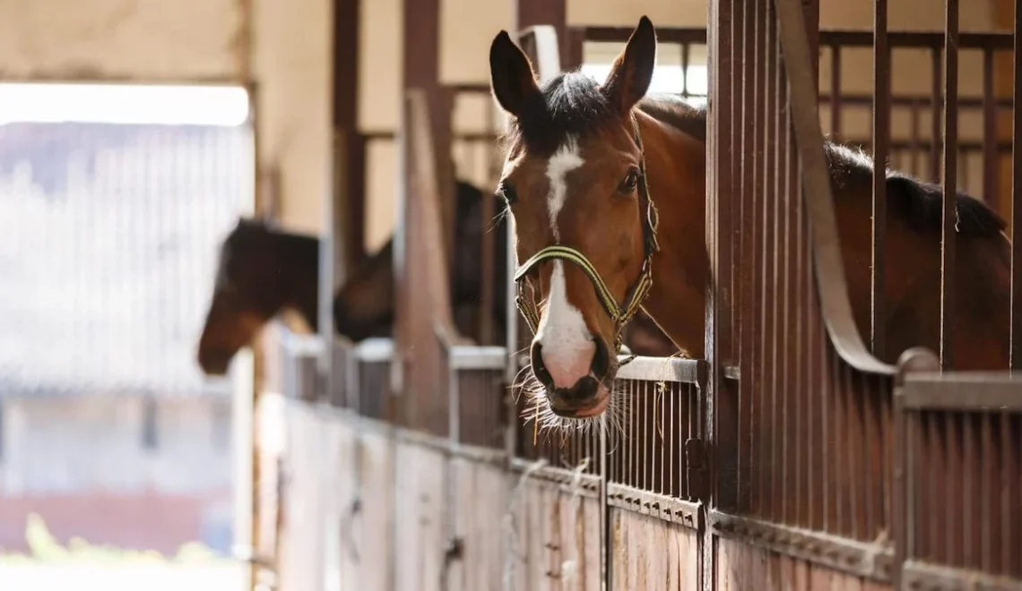 4 Dangerous Types of Horse Bedding You Need to Avoid