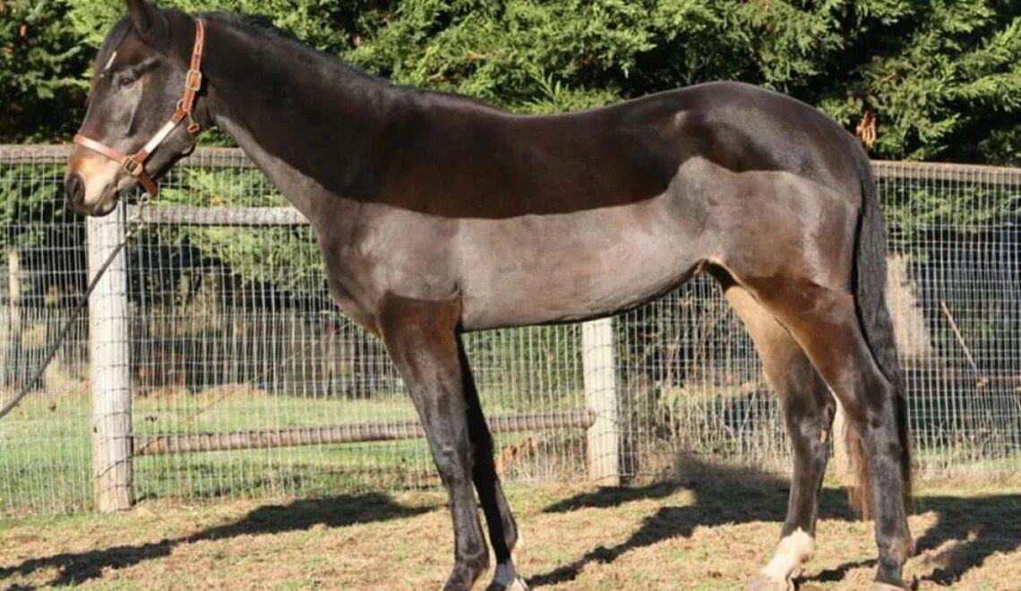 5 Essential Types of Horse Clips for Every Season