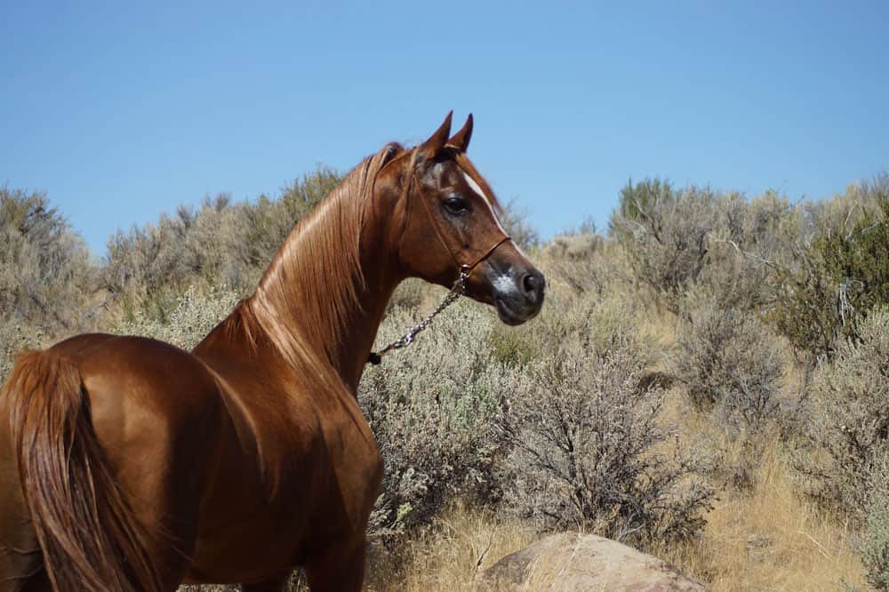 Arabian-The Endurance Champion