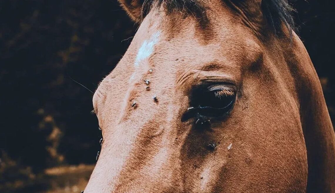 DIY Fly Spray for Horses-Safe, Natural, and Effective