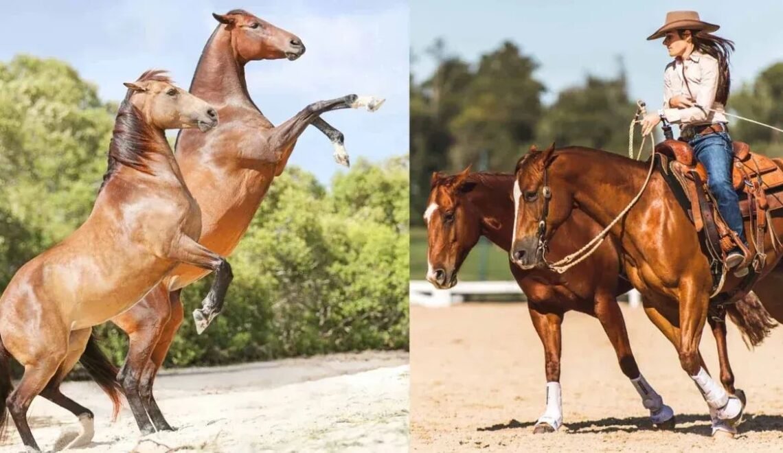 Liberty Horse Festival 2023 at Kentucky Horse Park