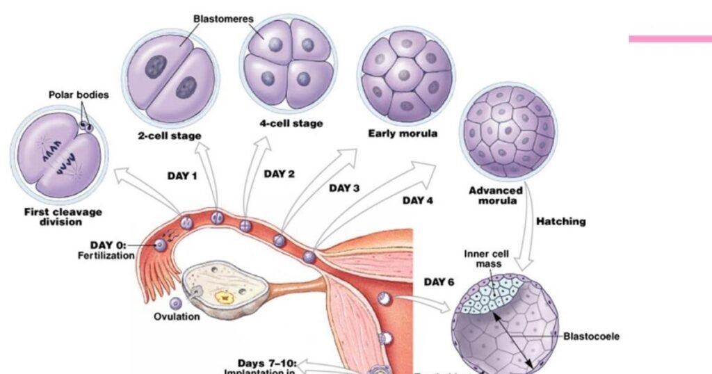 Natural Fertilization Powerhouse
