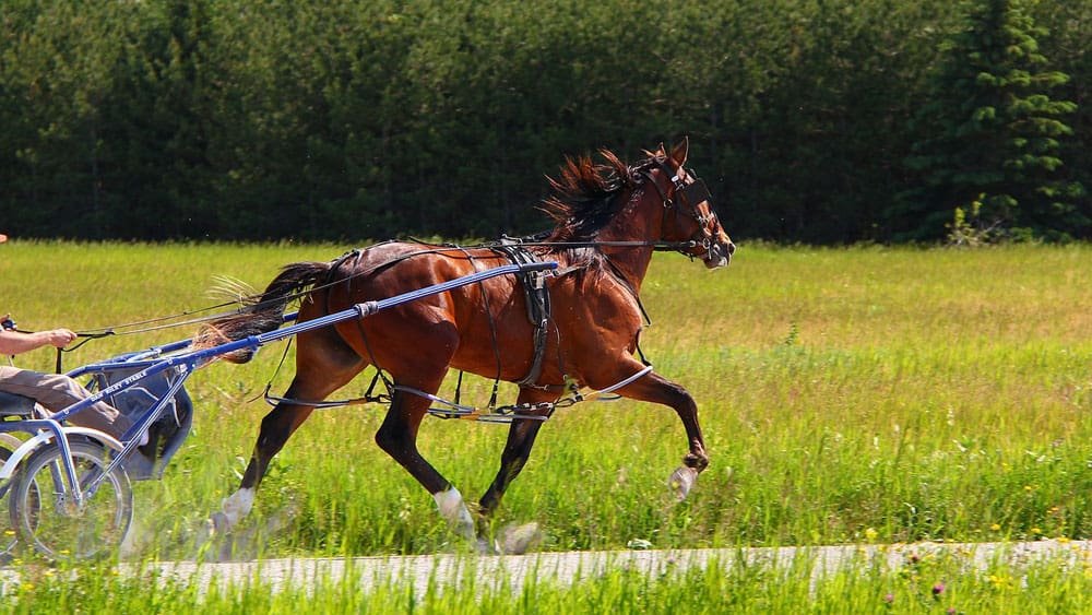 Standardbred-The Harness Racing Specialist
