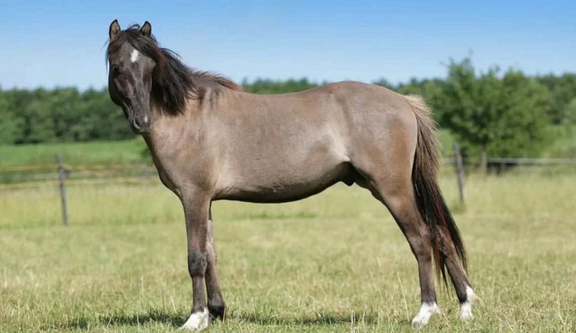 The Ideal Age to Start Training a Young Horse