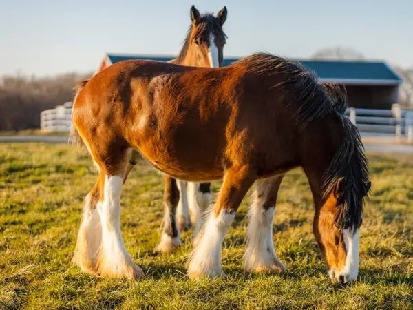 The Legacy of the Budweiser Clydesdales