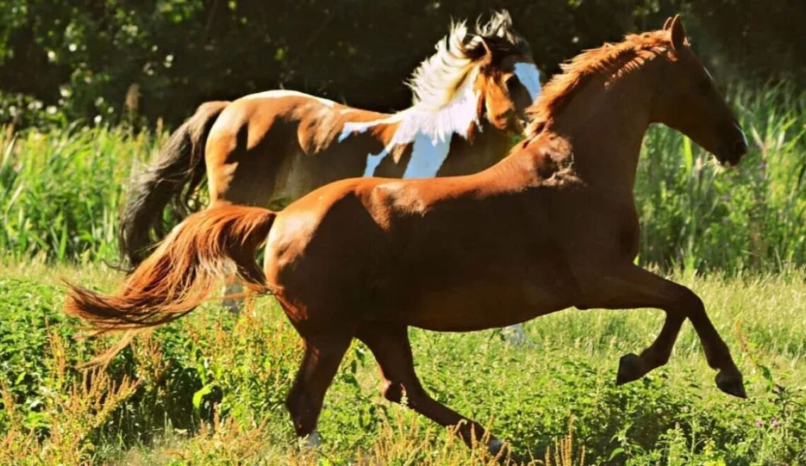 The World’s Top 4 Fastest Horse Breeds-Masters of Speed