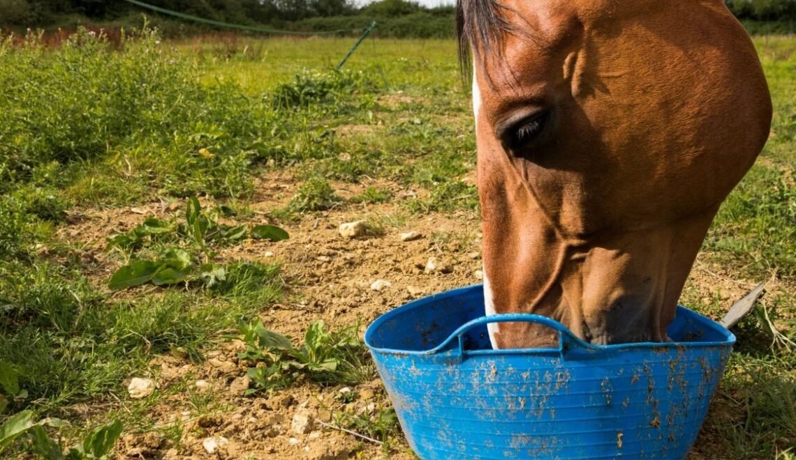 Top All-Around Best Supplements for Horses