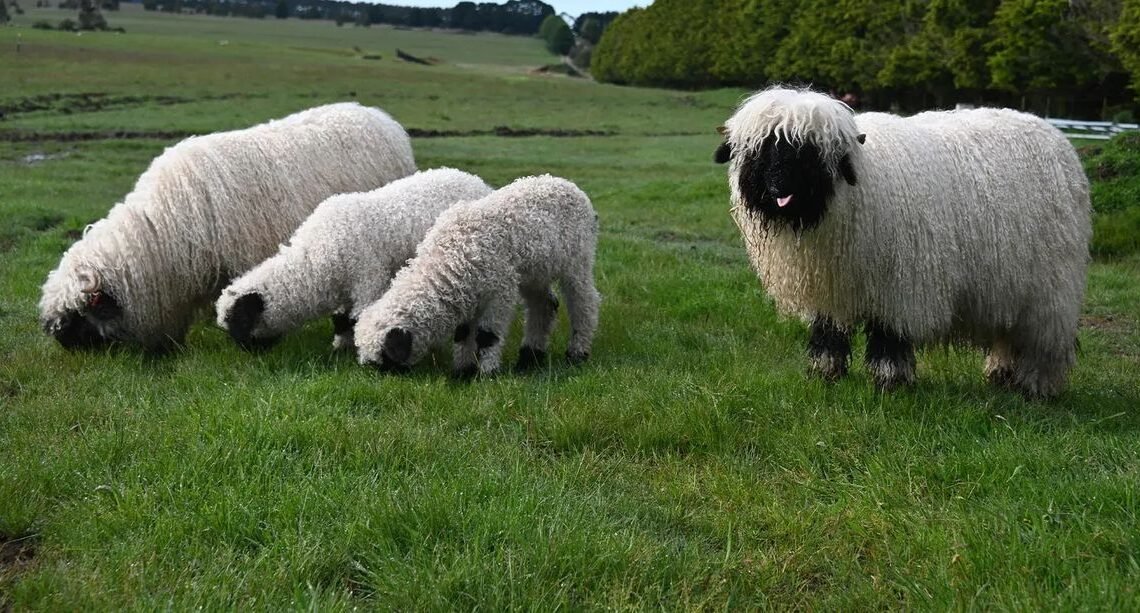 Valais Black Nose Sheep-The Cutest Farm Companion