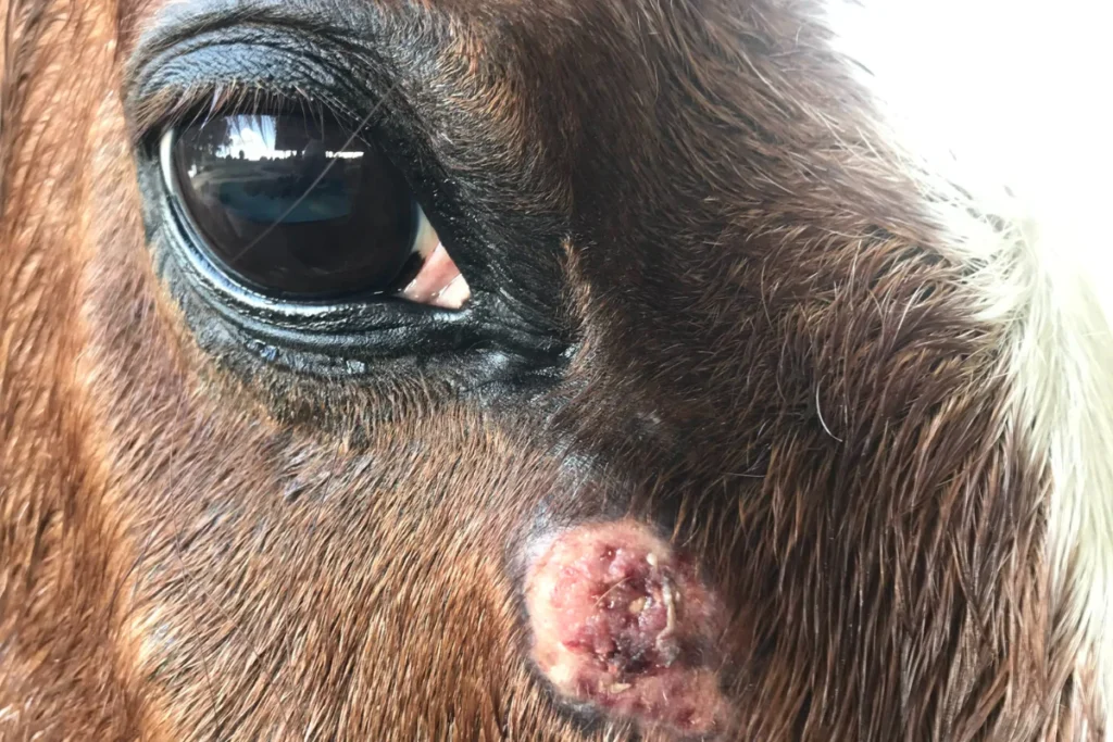 Visual Cues for Identifying Proud Flesh