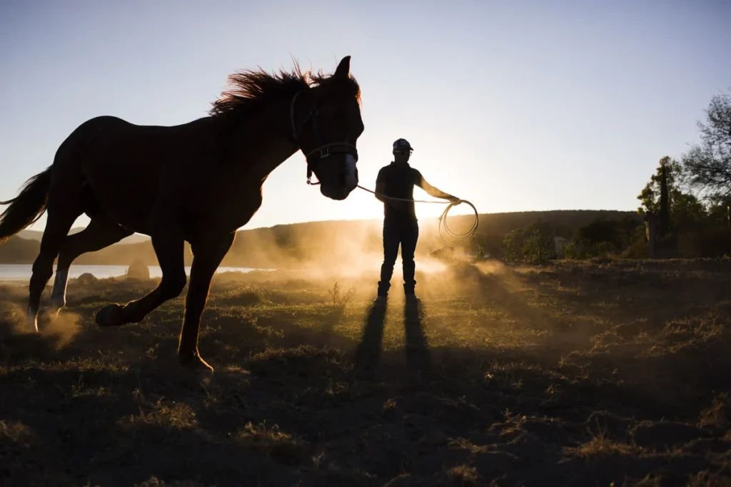 What Determines the Right Age for Training a Young Horse