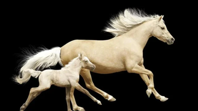 Palomino Horse Breeds✨ Golden beauty in motion—the Palomino horse. 🐴💛🌟 Learn why these stunning equines steal hearts everywhere. 🌵📸 Swipe for fun facts and breathtaking photos! 🌟https://cowgirlspromise.us/palomino-horse-breeds/#PalominoHorses #GoldenGrace #HorseLover #EquestrianBeauty