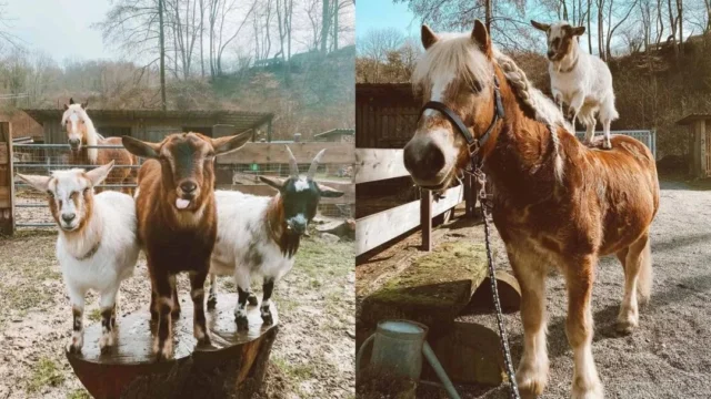 Transform Your Spooky Horse: Desensitizing with Goats🐐 The secret to a calmer horse? Goats! 🐴✨🌟 From spooky to steady—this bond is pure magic. ❤️📸 Swipe to see how this unique training method works wonders! 🌟https://cowgirlspromise.us/horse-desensitizing-with-goats/#HorseTraining #EquestrianTips #SpookyHorse #GoatTherapy